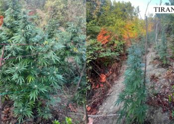 U kap duke ujitur hashashin, pranga një personi në Tiranë