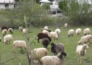 Shfaqet sëmundja e plasjes tek gjedhët, zbulohet një rast në Klos