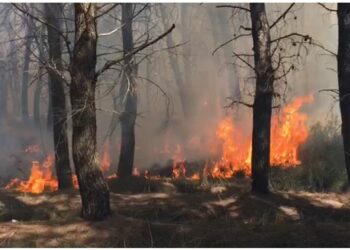 Zjarr i madh në Pyllin e Sodës