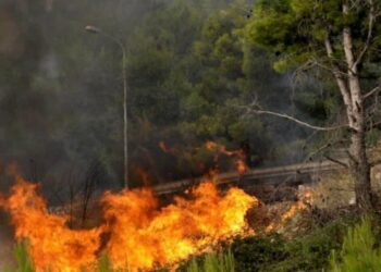 Vazhdon të digjet nga zjarri pylli i Pishporos në Fier