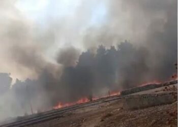 Zjarr masiv në kodrat me ullinj