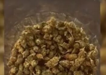 U kap duke shitur kanabis me doza, arrestohet i riu në Divjakë