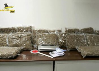 Çmontohet banda e trafikut të drogës, 24 shqiptarë në pranga