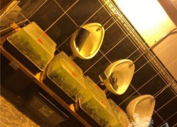 U kapën në shtëpi bari, Gjykata britanike dënon me burg shqiptarët (Detaje)