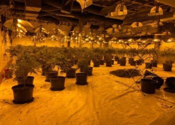 U kapën në shtëpi kanabisi, dënohen me burg 5 shqiptarët (Emrat + FOTO)