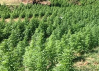 VOA: Shkodra zona me më shumë kanabis