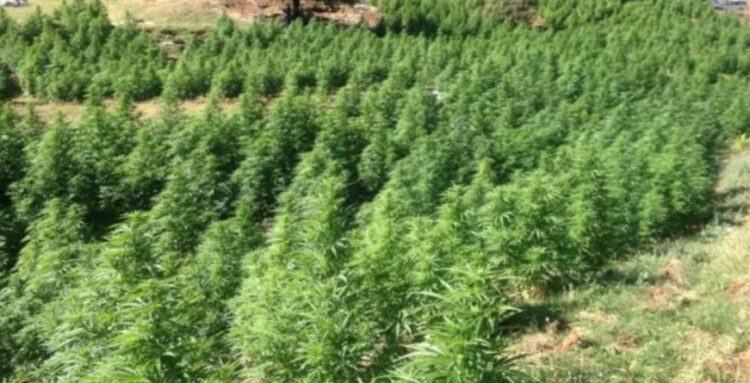 VOA: Shkodra zona me më shumë kanabis