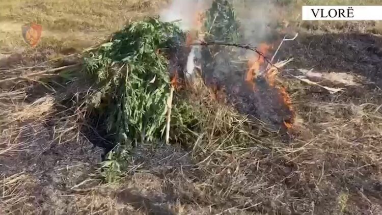 Asgjësohen mijëra bimë kanabisi në Vlorë, 3 efektivë policie…