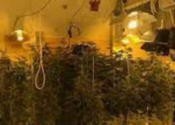 Punonin në “shtëpi bari”, arrestohen 4 shqiptarë në Spanjë