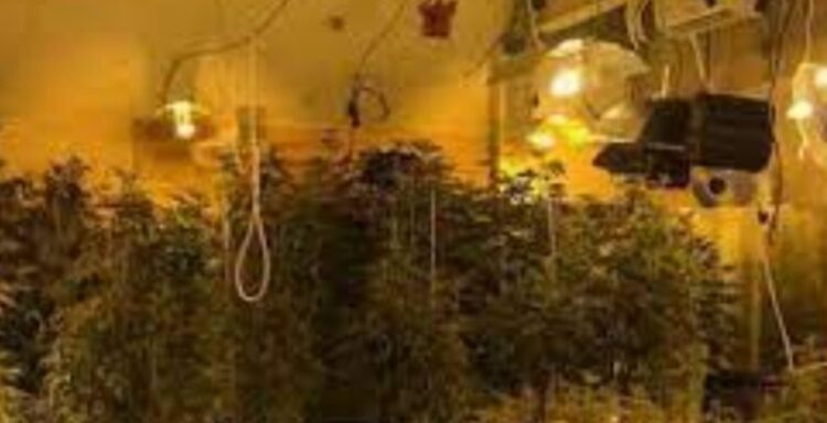 Punonin në “shtëpi bari”, arrestohen 4 shqiptarë në Spanjë