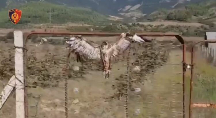 E kishin vendosur për ta balsamosur, policia shpëton Shqiponjën