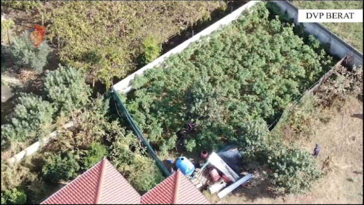 Iu gjetën në banesë bimë narkotike, Gjykata lë në burg 38-vjeçarin