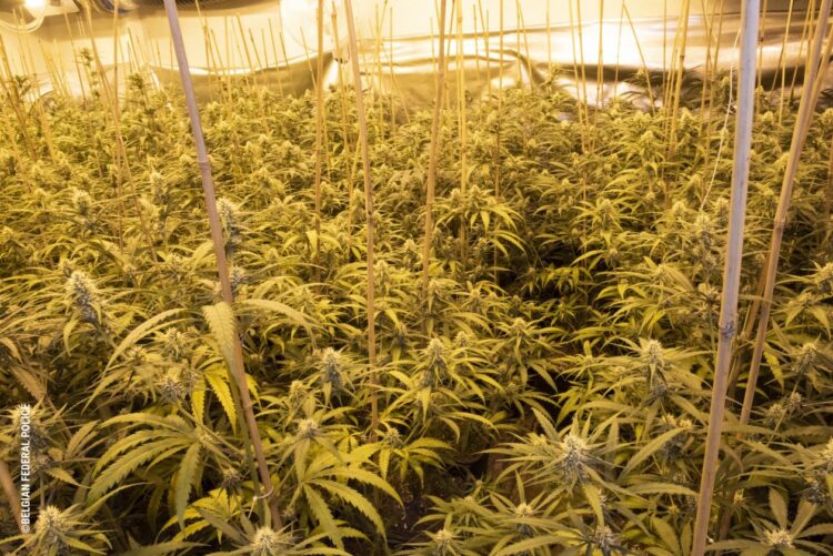 SKY çmontoi bandën e “barit” në Belgjikë, nis gjyqi për 20 shqiptarët