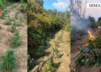 U gjetën 244 rrënjë kanabis, nis procedimi penal ndaj kryeplakut