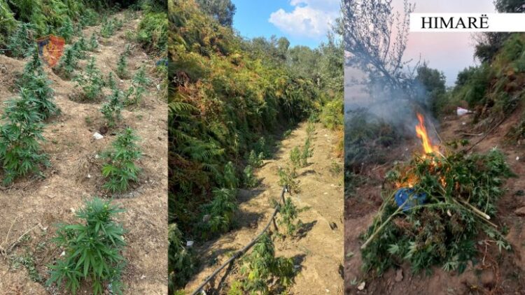 U gjetën 244 rrënjë kanabis, nis procedimi penal ndaj kryeplakut