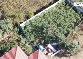 Mbollën 240 rrënjë kanabisi në oborr, e pësojnë dy vëllezërit