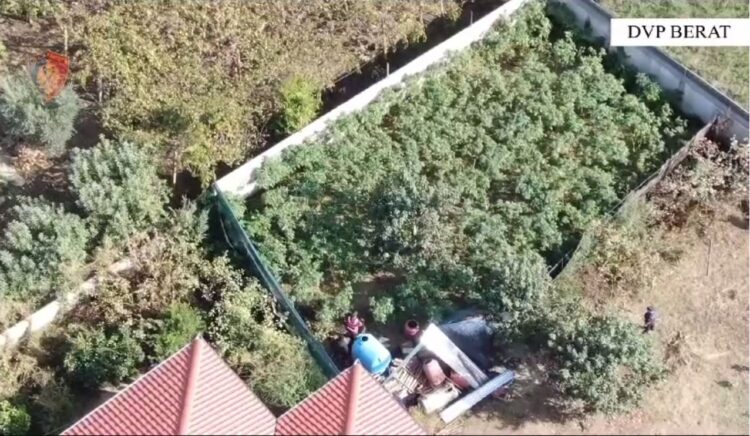 Mbollën 240 rrënjë kanabisi në oborr, e pësojnë dy vëllezërit