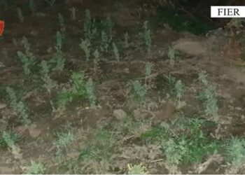 Kultivim dhe shitje kanabisi, arrestohen dy vëllezërit në Fier