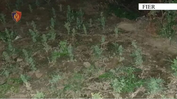 Kultivim dhe shitje kanabisi, arrestohen dy vëllezërit në Fier
