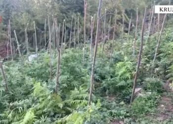 Asgjesohen 328 rrënjë kanabis në Krujë, nuk dihen autorët