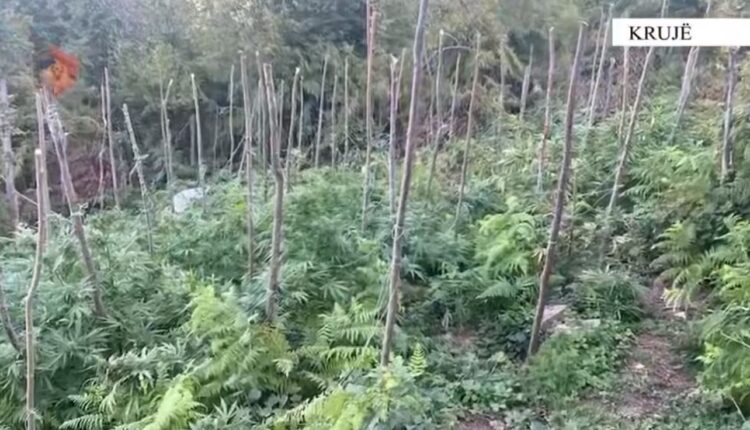 Asgjesohen 328 rrënjë kanabis në Krujë, nuk dihen autorët