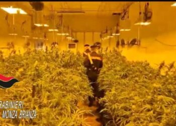 Zbulohet sera me 900 bimë kanabis, bie në pranga i riu shqiptar