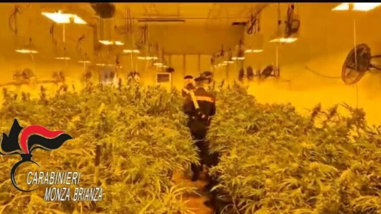 Zbulohet sera me 900 bimë kanabis, bie në pranga i riu shqiptar