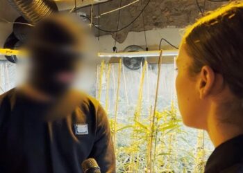 Brenda një “shtëpie bari”, si kultivohet dhe rritet kanabisi (VIDEO)