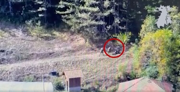 VIDEO/ Si e braktisin shokun e tyre të plagosur terroristët serbë