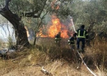 U nis për barishte dhe dogji 200 rrënjë ulliri, pranga 66-vjeçarit