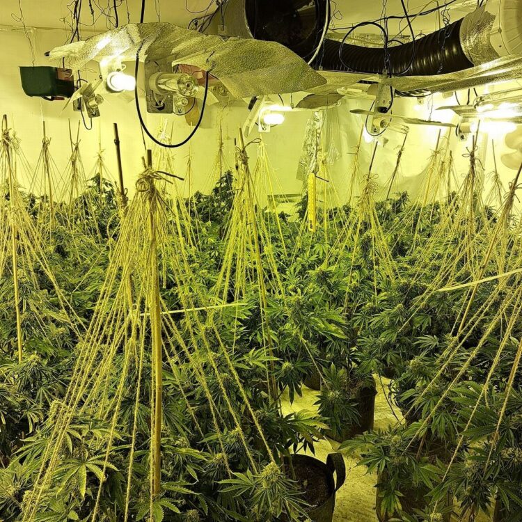 U kapën në fermë kanabisi, dënohen 2 shqiptarët/ Emrat+Detajet