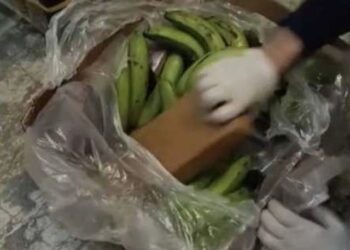 Në kontenierë me banane, kapet sasia prej 91 kg kokainë