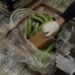 Në kontenierë me banane, kapet sasia prej 91 kg kokainë