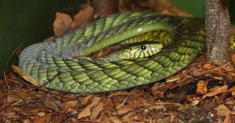 “Mamba e gjelbër” në arrati alarmon autoritetet në Holandë