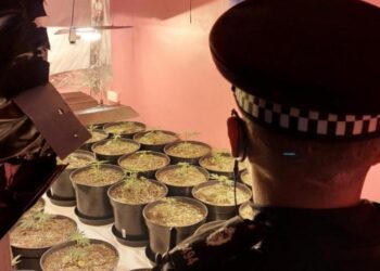 U kap në “shtëpi kanabisi”, dënohet me 30 javë burg shqiptari (Emri)