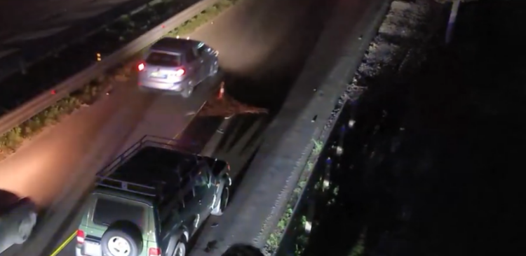 U përplas nga Fuoristrada, humb jetën 65-vjeçari (Emri)