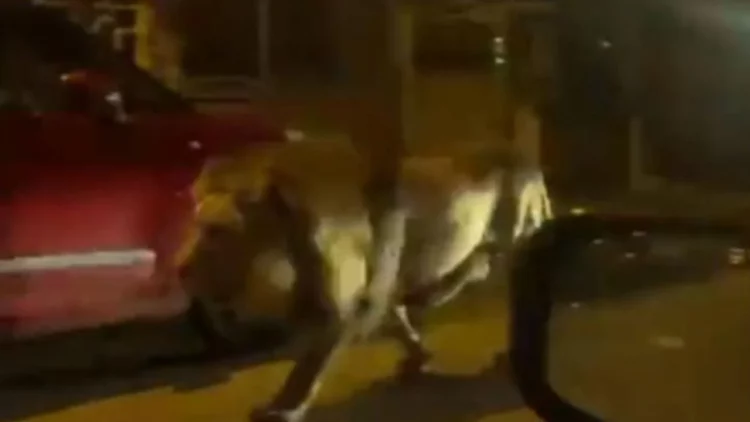 Luani arratiset nga cirku, banorët e qytetit italian në alarm