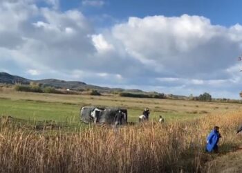 Humb kontrollin e mjetit dhe del nga rruga, katër të lënduar në Fier
