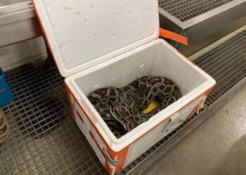 Shqiptarët kapen duke transportuar “Tigerpython” 2.5 metra