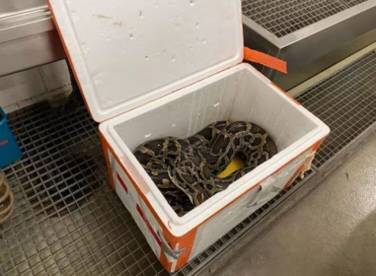 Shqiptarët kapen duke transportuar “Tigerpython” 2.5 metra