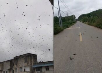 Pamje apokaliptike, qindra zogj të ngordhur bien nga qielli