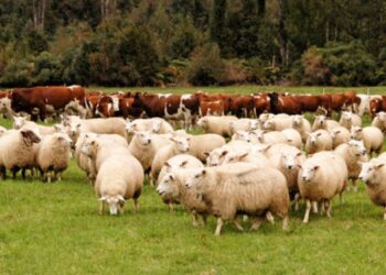 Kriza e blegtorisë, hiqet TVSH për importin e kafshëve të gjalla