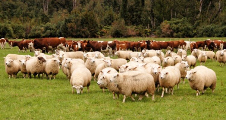 Kriza e blegtorisë, hiqet TVSH për importin e kafshëve të gjalla