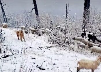 Bie borë pas stuhisë, priten reshje të forta në Shkodër e Kukës