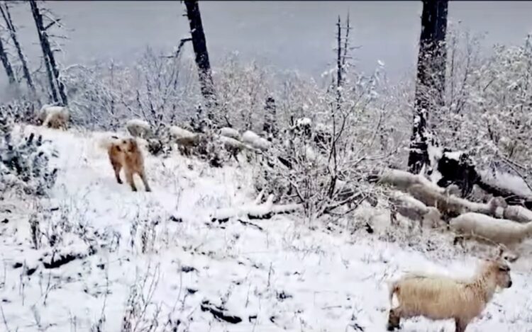 Bie borë pas stuhisë, priten reshje të forta në Shkodër e Kukës