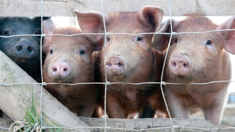 Gripi i derrit, zbulohet në Angli lloj virusi i ri, një i infektuar!