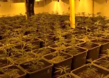 Raporti për drogat: Rrjetet shqiptare aktive në disa vende evropiane