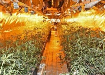 Plantacion me 600 bimë kanabis, bie në pranga 27-vjeçari shqiptar