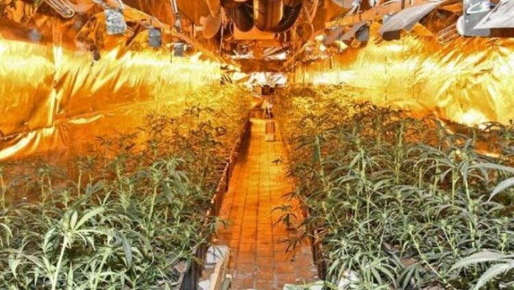 Plantacion me 600 bimë kanabis, bie në pranga 27-vjeçari shqiptar