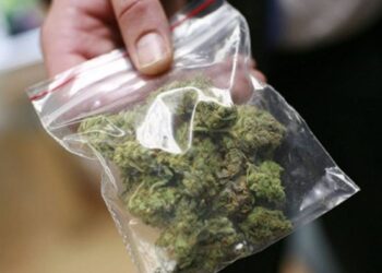 Shiste kanabis pranë shkollave, arrestohet 20-vjeçari nga Kashari